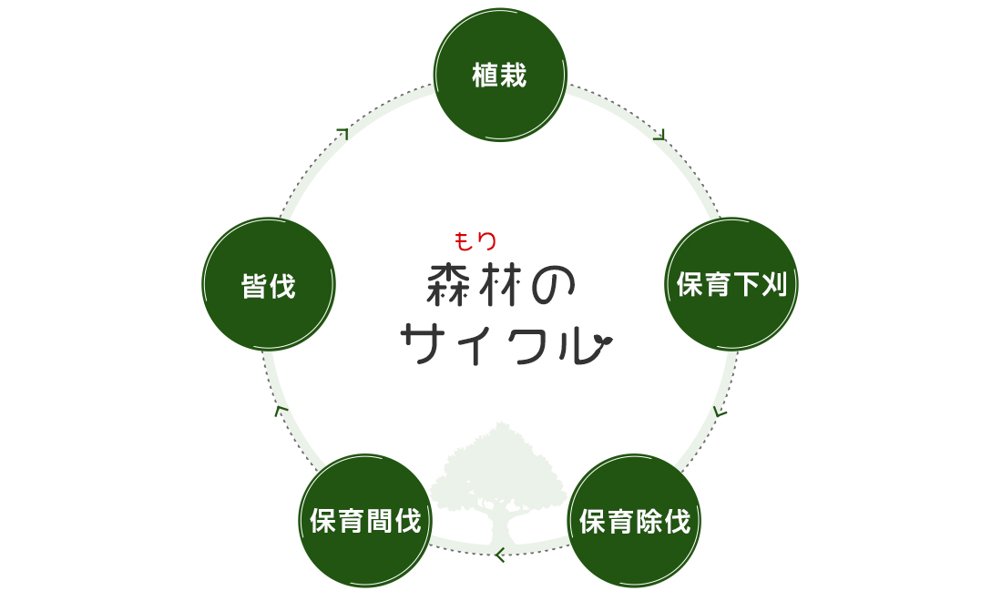 森林のサイクル