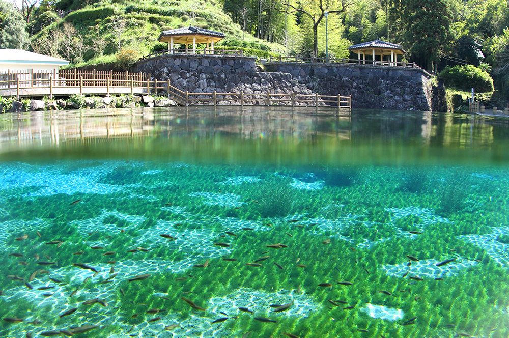 丸池湧水