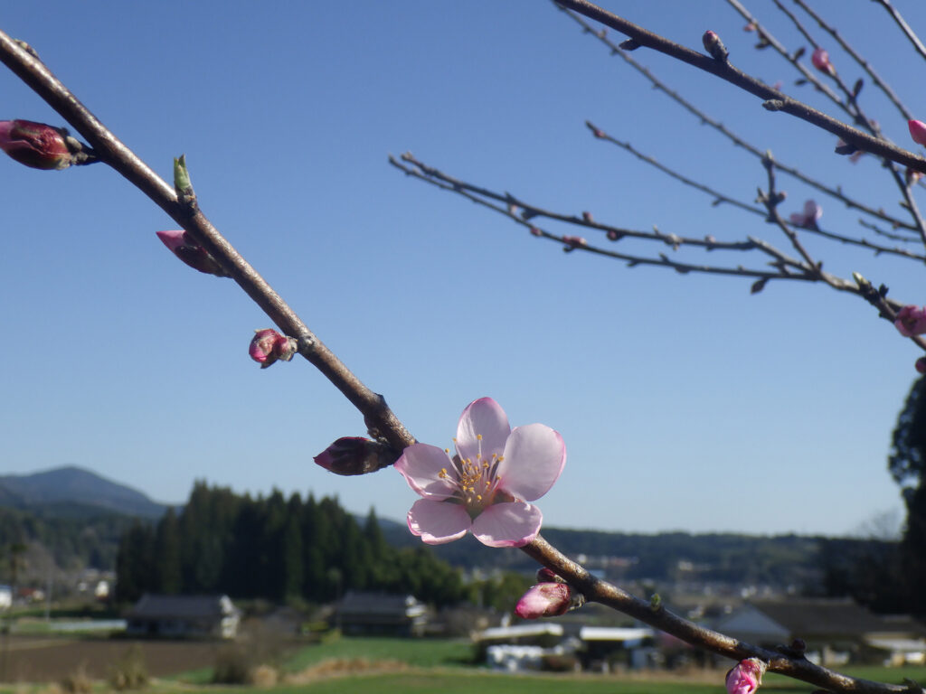 アーモンドの花を撮影してきました